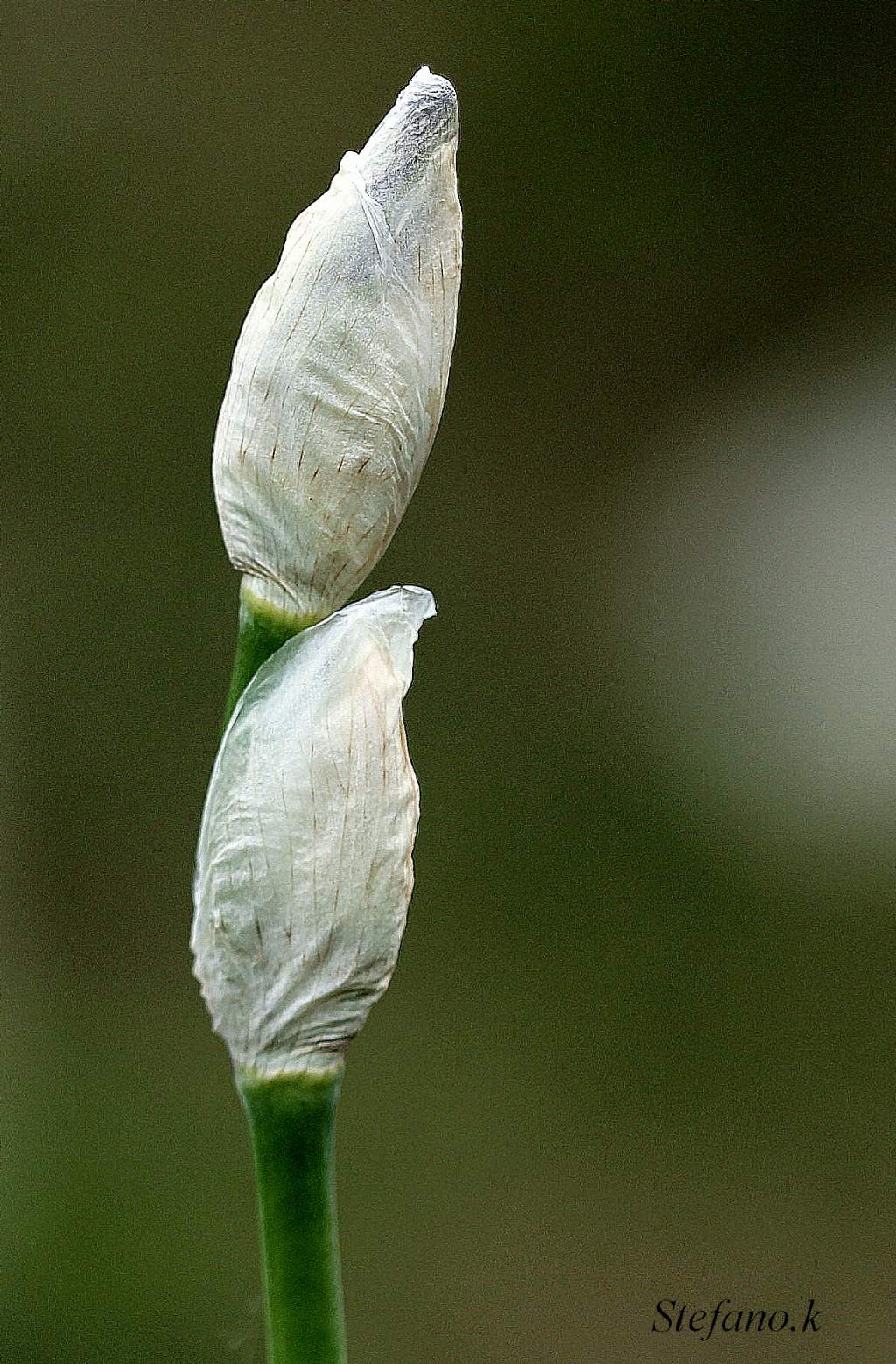 Ancora da sbocciare!!! Iris sp.